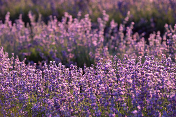 Lavender bushes closeup on sunset. Sunset gleam over purple flowers of lavender. Provence region of France.