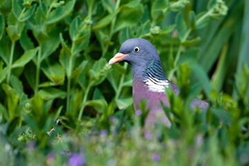 Close up eye to eye portrait of big bird Columba palumbus aka Common Wood-Pigeon. Czech republic...