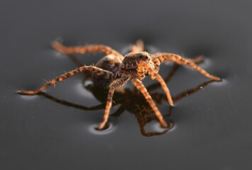 Garden spider Pardosa amentata is skating on the water surface and waiting for his victim.