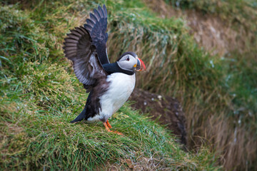 Puffin Preparing to Fly