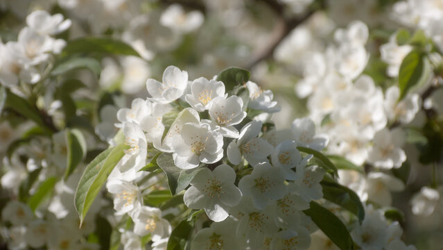 white flowers of a flowering tree in summer