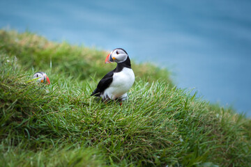Puffins Checking In