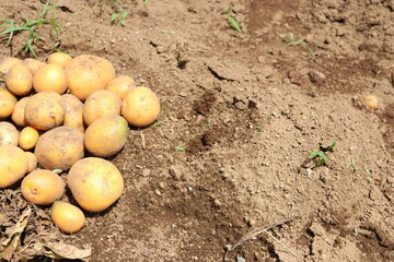 家庭菜園でジャガイモを植え新じゃがを収穫