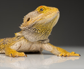 bearded dragon lizard