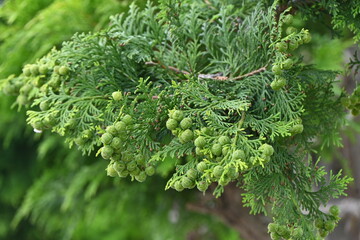 Japanese cypress ( Hinoki cypress ) Leaves and unripe cones. The white stomata on the underside of the leaves are Y-shaped, and the cones ripen to reddish brown in autumn.