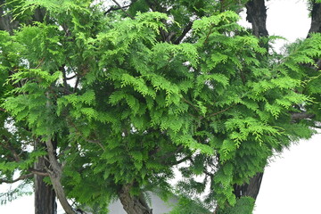 Japanese cypress ( Hinoki cypress ) Leaves and unripe cones. The white stomata on the underside of the leaves are Y-shaped, and the cones ripen to reddish brown in autumn.