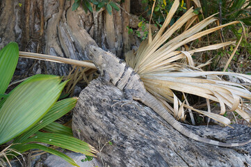Iguana on a rock having sun bath (Merida, Mexico)
