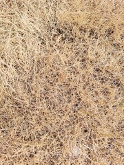 Dry brown grass texture background