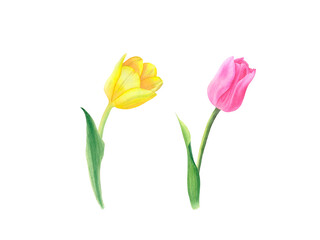 Set of pink and yellow tulips isolated on transparent  background. Hand drawn watercolor.