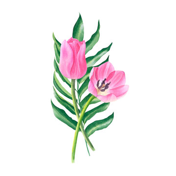 Bouquet of leaf and tulips in pink color isolated on transparent  background. Hand drawn watercolor.