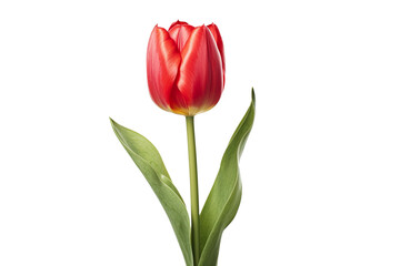 red Tulip, generative IA