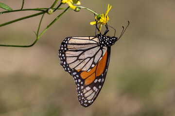 Wandering Butterfly feeding at yellow flowers
