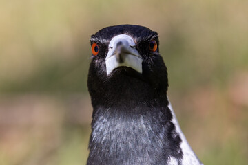 Close up of an Australian Magpie