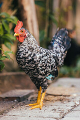 rooster in the farm