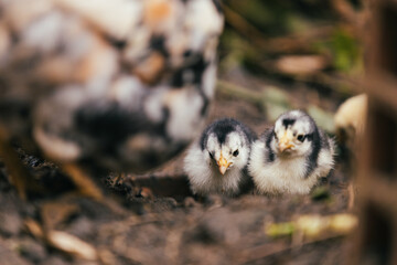 chicken in the farm