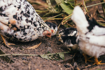 chicken in the farm