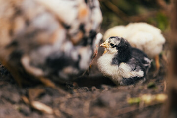 chicken in the farm