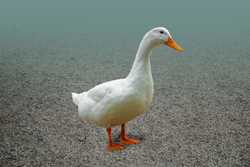 White goose in a park
