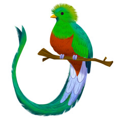 Ilustraci√≥n ave nacional Guatemala quetzal