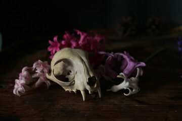 animal skull and flowers still life © Lesia