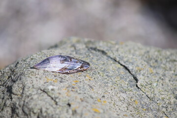 Empty blue mussel shell lying on grey stone, Burgas, Bulgaria