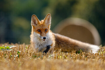 Hunting fox. Young red fox, Vulpes vulpes, hunts voles on stubble. Fox cub sniffs on field after...