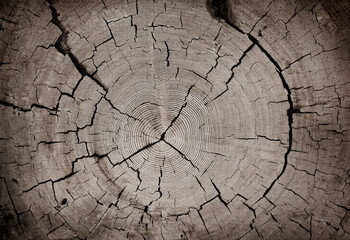Gray neutral closeup end grain tree stump wood rings pattern with cracks and rustic aged finish