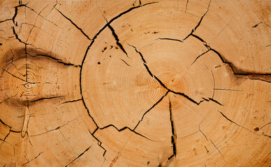Close up end grain tree stump wood rings pattern with natural cracks and rustic aged finish