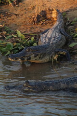 Jacaré do pantanal, em poconé, mato grosso