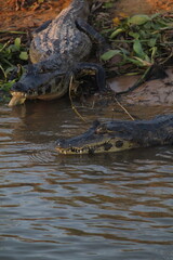 Jacaré do pantanal, em poconé, mato grosso