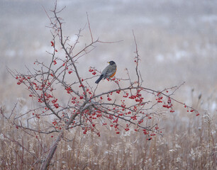 Robin in the winter