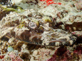 Crocodile Flathead or Crocodilefish, De Beaufort's Flathead and Beaufort's Crocodilefish at Raja Ampat, Indonesia.  Underwater photography and travel.