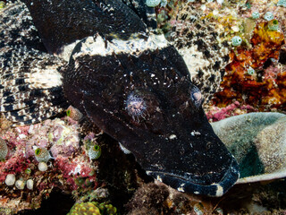 Black Crocodile Flathead or Crocodilefish, De Beaufort's Flathead and Beaufort's Crocodilefish at...