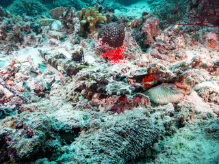 Crocodile Flathead or Crocodilefish, De Beaufort's Flathead and Beaufort's Crocodilefish at Raja Ampat, Indonesia.  Underwater photography and travel.