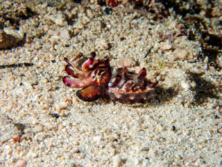 A flamboyant cuttlefish (Metasepia pfefferi) during a night dive in Raja Ampat, Indonesia.  Underwater photography and travel.