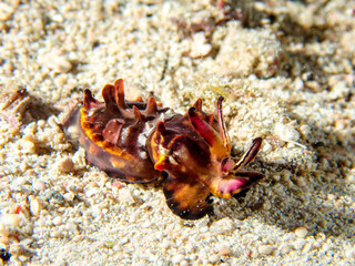 A flamboyant cuttlefish (Metasepia pfefferi) during a night dive in Raja Ampat, Indonesia.  Underwater photography and travel.