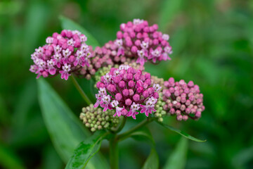 Macro texture background of showy pink swamp milkweed (Asclepias incarnata) flowers in various stages of buds and blooms