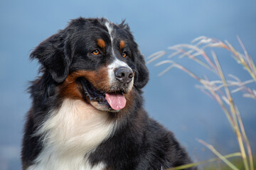 Serious Bernese Mountain dog