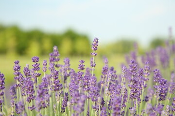 Obraz premium Beautiful blooming lavender growing in field, closeup