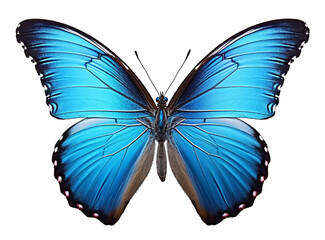 Obraz na płótnie Canvas A beautiful bright blue butterfly isolated on a white background with spread wings. Created with Generative AI technology