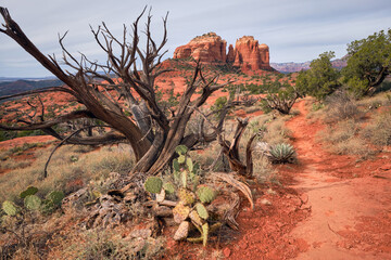Hiline Trail with twisted Juniper and Cathedral Rock, Sedona, Arizona