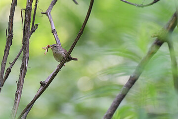 House wren perched on a branch, with a butterfly in its beak