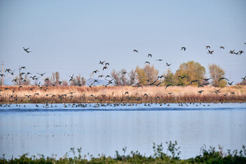 Ducks take flight over Sacramento National Wildlife Refuge, California