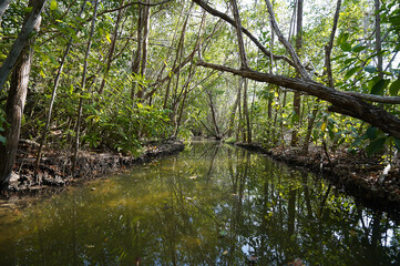 Canal in the mangrove during afternoon (Mexico, Yucatan, 