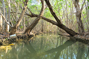 Canal in the mangrove during afternoon (Mexico, Yucatan, 