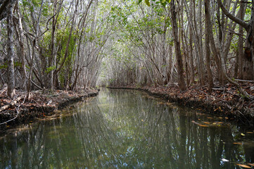 Canal in the mangrove during afternoon (Mexico, Yucatan, "Manglares san Crisanto" = Mangrove san Crisanto). 