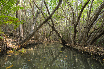 Obraz premium Canal in the mangrove during afternoon (Mexico, Yucatan, 