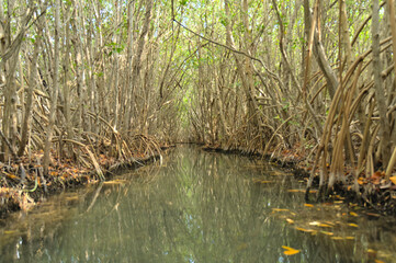 Canal in the mangrove during afternoon (Mexico, Yucatan, 