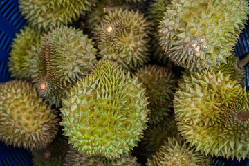 Naklejka na ściany i meble Durian is a famous Thai fruit. Durian is known as the king of fruits. Durian is a thorny fruit. But inside, there is a hidden treasure. It's soft, yellow, and delicious.