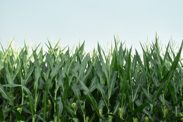 Corn Plants - obrazy, fototapety, plakaty